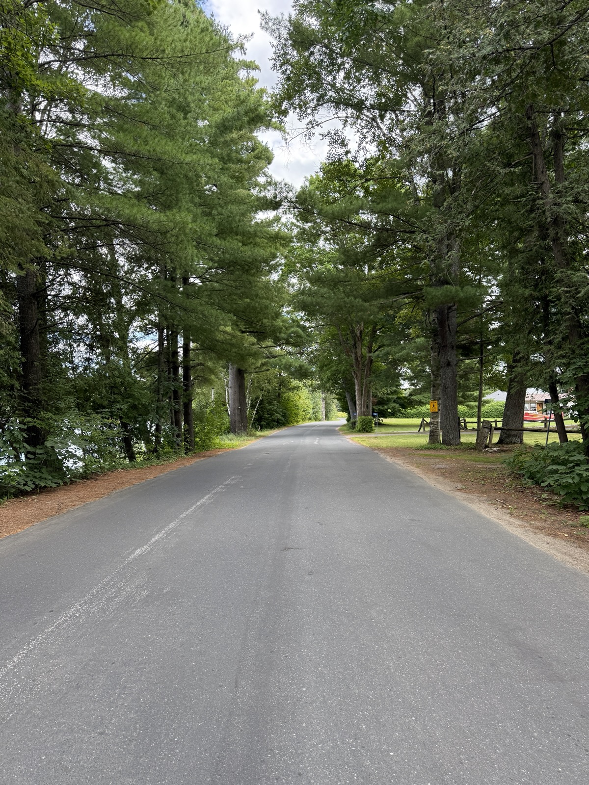 A quiet paved road through tall pines